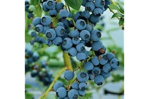 COUNTRY CLIMBERS & GARDEN FAVOURITES Blueberry Bluecrop Fruit Bush Reliable and Heavy cropping mid Season Variety with Large Fruit Ideal for Patio and containers Grown in 9cm Square Pot