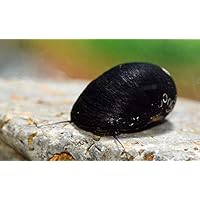 Napfschnecke - Neritina pulligera (15 + 1 Gratis!) Algenkiller Nr. 1 ! Schnecke