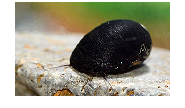 Gamelle Escargot Neritina Pulligera 10 1 Gratuit D Algues Killer N 1 Livraison Gratuite Amazon Fr Animalerie