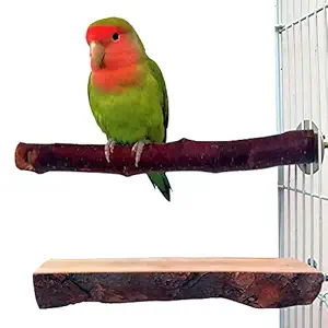 QUMY 2 Pack Parrot Bird Perch Stand Platform Natural Wood Playground for Parakeet Conure Cockatiel Budgie Lovebirds