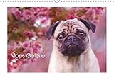 Mops Galerie (Wandkalender 2019 DIN A3 quer): Mops Monatskalender mit wunderschönen, natürlichen Mopsfotos. (Monatskalender, 14 Seiten ) (CALVENDO Tiere) by