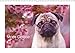 Mops Galerie (Wandkalender 2019 DIN A3 quer): Mops Monatskalender mit wunderschönen, natürlichen Mopsfotos. (Monatskalender, 14 Seiten ) (CALVENDO Tiere) by