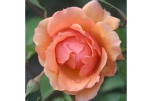 THE GARDEN ROSE COMPANY Dorothy Bare Root Rose - Beautiful Peach Blooms - Great Gift Idea - Floribunda