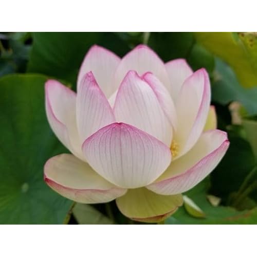 Lotus Pink Flower Seeds – Pack of 10 Easy-to-Grow Japanese Lotus Seeds for Indoor & Aquatic Gardens | Vibrant Blooms Ideal for Water Features & Home Gardening