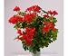 Produktbild Geranien Kunstblume mit 116 rote Blüten, Höhe und Durch. ca. 40cm - Kunstpflanze künstliche Blumen Kunstblumen Blumensträuße künstlich, Seidenblumen oder Blumen aus Plastik Kunststoff </p> --> großes Kunstblumen Sortiment