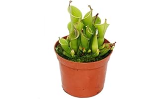 Plante carnivore - cruche de marais - Heliamphora - pot de 9cm - rareté