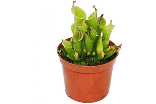 Plante carnivore - cruche de marais - Heliamphora - pot de 9cm - rareté
