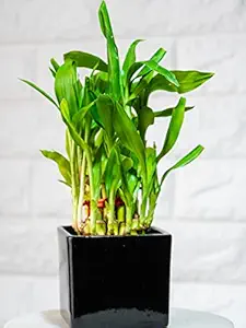 Nurturing Green Lucky Bamboo Plant (2 Layer) in Black Ceramic Pot (Size: Small; 17-19 Stalks)