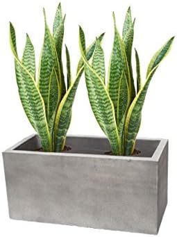 Planters, flowerpot of light cement, light cement, antique grey, “solid cut” “UV-proof and frost resistant” “frost proof” “quality product” from Blumenkübelxxl