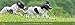 Tischkalender Hunde 2016 by