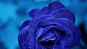 ISEE 360 Dark Blue Rose Flower Wall Laminated Posters for Home Living Kids Study Bed Room Kitchen Office Decor Stylish Printed Wall Poster 300 GSM L X H 17 X 10 Inches