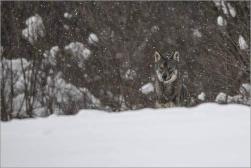 Poster 30 x 20 cm: lonely wolf 1 by Bjoern Alicke art print, new art poster