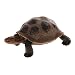 Produktbild Gazechimp 1 Stück Tierfiguren, Mini Spielzeugset Tiermodell aus PVC, Pädagogische Spielzeuge Geschenke Dekoration für Jungen Baby und Kinder - Schildkröte # 1