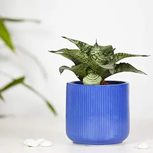 Earthsoul Premium Decorative Ceramic Pot for Indoor and Outdoor Plant and Flower Without Plant