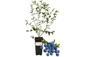 P. Piantine da Orto | Mirtillo Siberiano, Vaso da 2L, Pianta Pronta per Il Trapianto, Pianta Vera da Orto, da Balcone e da Esterno, Vivaio Italiano