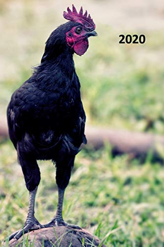 2020 Laying Hen Colorful Planner Calendar Organizer Daily Weekly Monthly Student For Researching Chicken Coop For Sale Near Me