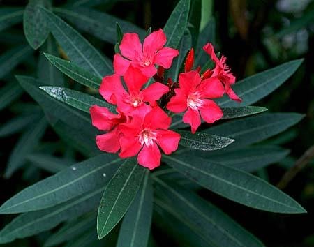 Creative Farmer Shade Flower Seeds Adelfa -Nerium Oleander Var. Seeds For Home Garden Seeds Kitchen Garden Seeds Pack