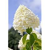 Rispenhortensie Hydrangea paniculata 'Limelight' -S- ca. 40-60cm im Topf gewachsen