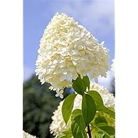 Rispenhortensie Hydrangea paniculata 'Limelight' -S- ca. 40-60cm im Topf gewachsen