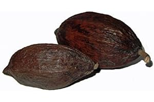 CLEANPRINCE 1 Pieza conjunto Grano de Cacao Fruto de cacao Grano de cacao Pequeño cacao, secado, Longitud Aprox. 12-14 cm, Altura Aprox. 6-8 cm, fresco seco, natural secada, se puede escuchar la Fruto de cacao en el interior busca, Frutas exudan uno luz Fragancia de Chocolate, Color: marrón chocolate, Marrón, Decoración, Dekofruechte, fermentación y secado, ofrecemos también fruta grande un, aquí Compro La más pequeños Versión, En la nariz: ligero después de la chocolate