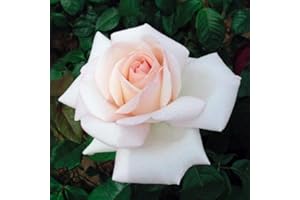 Edelrose Meilland Schloss Ippenburg in weiß-apricot-rose - Duftrose winterhart - Rosen-Blüte in weiß-apricot-rose - Rose stark duftend als wurzelnackte Rose in A-Qualität von Garten Schlüter - Pflanze