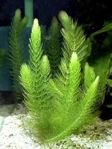 Ceratophyllum demersum 'Foxtail' aquarium plant