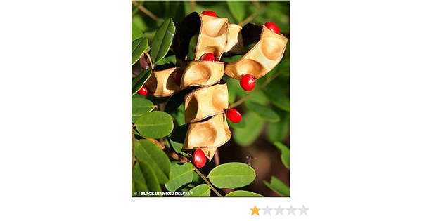 Creative Farmer Tree Seeds Rare Expensive Wood Tree Red Sandalwood Shade Tree Seeds Tree Seeds Garden Pack Amazon In Garden Outdoors