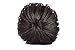Snupy Juda Hair Extension RS.399.00