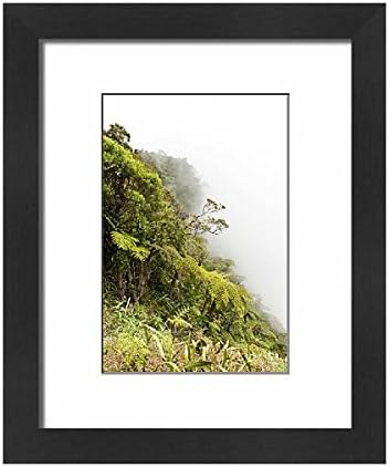 Media Storehouse Framed 10x8 Print of Tree Ferns -Cyatheales- in fog, on the steep slope of the ravine (12527451)