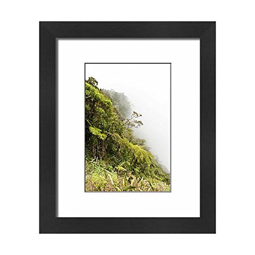 Media Storehouse Framed 10x8 Print of Tree Ferns -Cyatheales- in fog, on the steep slope of the ravine (12527451)