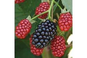 BAUMSCHULE WEDROWSKI W Mûre sans épines Black satin 1L - Plante de Jardin, Arbres fruitiers - la Décoration Parfaite pour Votre Propriété - Pour les Débutants et les Jardiniers Professionnels