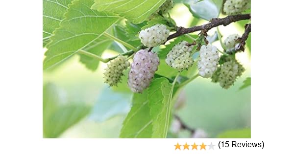 Gelso Simile Morus Alba Bianco Asiatico Albero Da Frutto Da Esterno Pianta Vera O 19 Cm H 150 Cm Amazon It Giardino E Giardinaggio