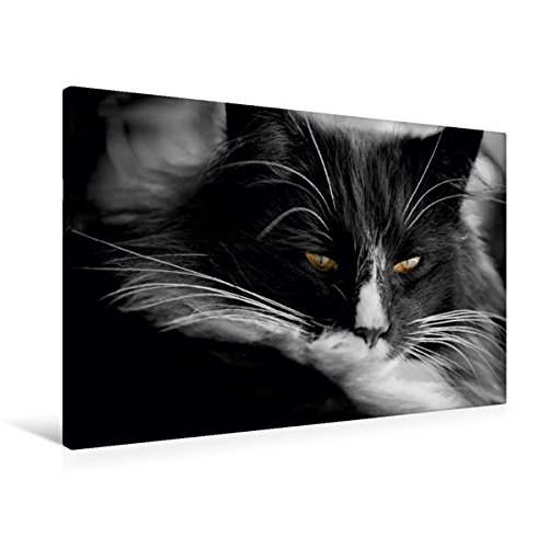 Premium Textil-Leinwand 90 cm x 60 cm quer, Die Intelligenz-Mieze | Wandbild, Bild auf Keilrahmen, Fertigbild auf echter Leinwand, Leinwanddruck: Der Blick, der Dich einfängt! (CALVENDO Tiere)