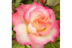 STAKEHILLNURSERIES.CO.UK Birthday Girl – Floribunda rose – radice nuda rosa – ideale come regalo di compleanno