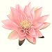 Produktbild Seidenblume Seerose / Lotusblüte / Teichrose in ROSA