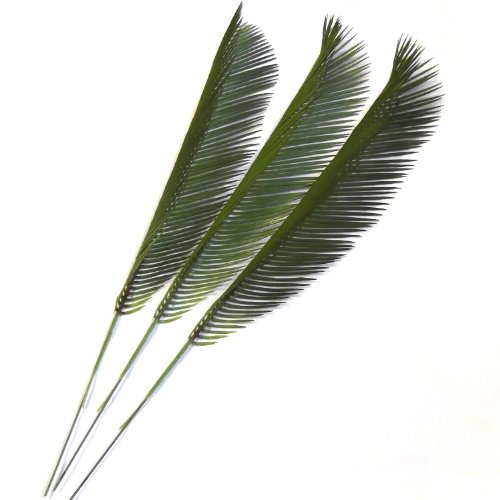 Set aus 3, 41 cm, Cycas Palmenblättern-Deko-Blätter - 2