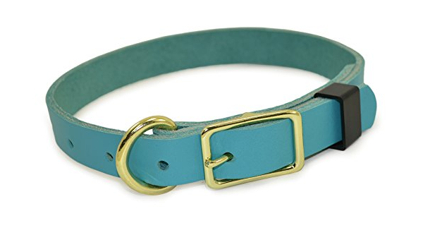 teal dog collar