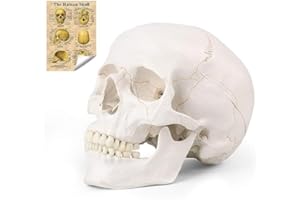 Ronten Human Skull Anatomisches Modell mit Linie, Lebensgröße Replik Medizinische Anatomie Anatomische Erwachsene mit abnehmbarem Schädelkappe und artikulierter Unterkiefer, vollständige Zähnee