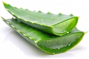 FPG4U 100% Pure and Fresh Aloe Vera Leaves - Premium Quality Raw Aloe Vera for Natural Skin and Hair Care, Ideal for DIY Juice & Gel (1 Piece)