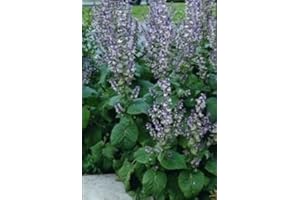 Just Seed - Herb - Clary Sage - Salvia sclarea - 200 Seeds