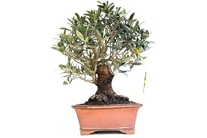 Bloom Green Co. ¡Promoción! 20 Unids Raro Olivo Bonsai de Olivo (Olea Europaea) Mini Planta de Ãrbol Para Jardín en Casa, Macetas Exóticas Macetas: 5