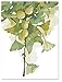 Produktbild Digitales Ölgemälde Ginkgo Biloba Blätter Licht Blume Duft verlässt DIY digitales Ölgemälde durch Zahlen Zeichnung Handgemalt 40x50cm ohne Rahmen
