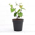 Guruji Plantation Live Paan Betel Leaf Piper Betle Pan Vine Tropical Herbal Medicinal Indoor Plant (Pack of 1)