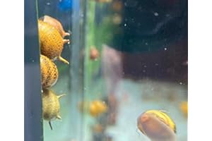 Topbilliger Tiere Geweihschnecke - Clithon diadema - Corona Mix 3X