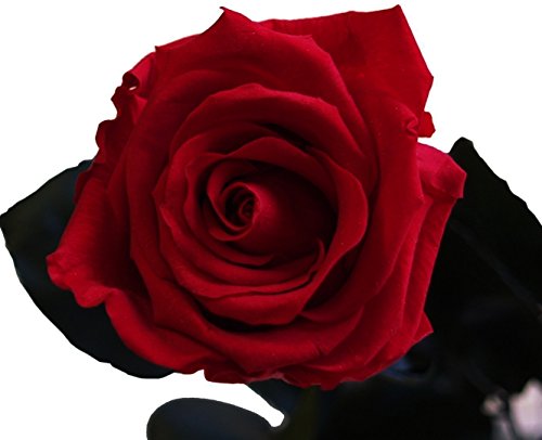 Rosen-te-amo Rote Rose (Konservierte Rose) – Haltbare Blume (echte Blume) über JAHRE haltbar ohne WASSER – perfekt als Geschenk und Blumen-strauß - 3