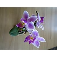 Mühlan - Orchideenmix - Mini - 3 echte Pflanzen mit je Einer Rispe