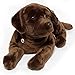 Produktbild Kuscheltiere.biz Brauner Labrador Coffee Liegend mit Geschirr Plüschtier