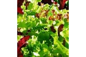 LETTUCE - MIXED SALAD LEAVES - 500 SEEDS