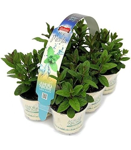 P. Piantine Da Orto | Menta Spicata, Pianta In Vaso Diametro 14 - 12