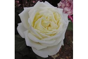 GORGEOUS GARDEN ROSES The Diamond Wedding Rose - 5.5lt Potted Hybrid Tea Garden Rose Bush - Large Creamy White Blooms - Strong Fragrance